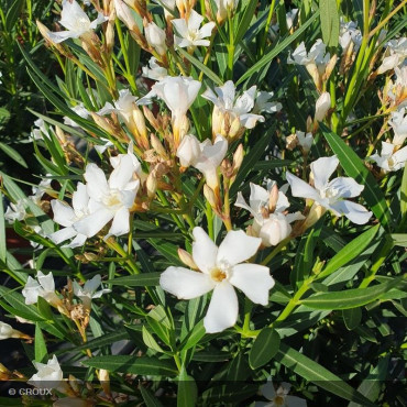 NERIUM oleander 'Evolution®...