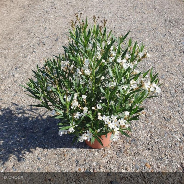 NERIUM oleander 'Evolution® Blanc'