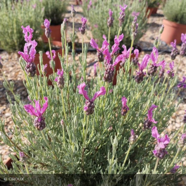 LAVANDULA stoechas 'The...
