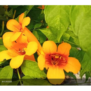CAMPSIS x tagliabuana...