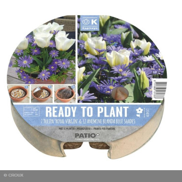 KIT PRÊT A PLANTER TULIPA...