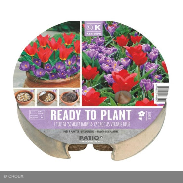 KIT PRÊT A PLANTER TULIPA...