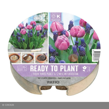 KIT PRÊT A PLANTER Tulipa...