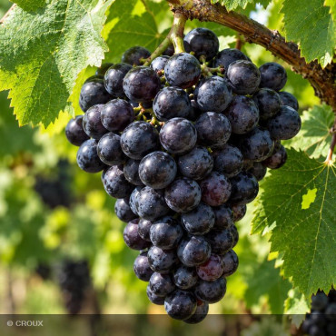 VITIS vinifera - VIGNE...